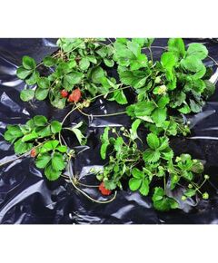 Melna polietilēna plēve BLACK COVER 1,40 x 10m