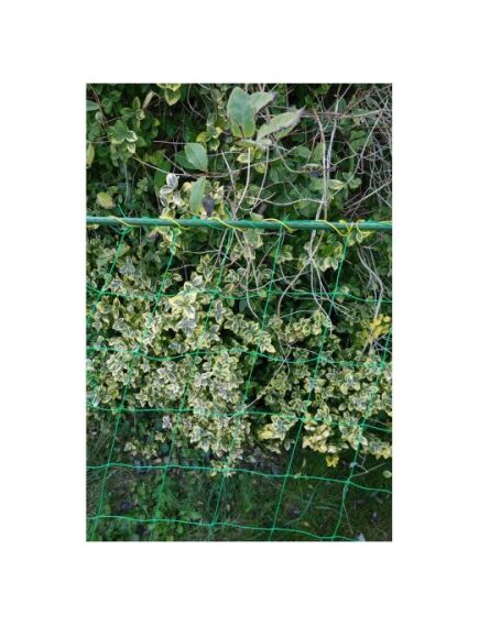Tīkls augiem 1,8x2,7m, 3 image