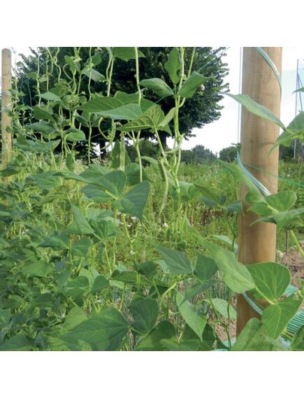 FLORA Dārzeņu atbalsta tīkls, Zaļš 2,00 x 10 m, 3 image