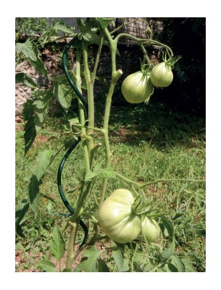 Atbalsta miets augiem, spirālveida, metāla 180cm/7mm