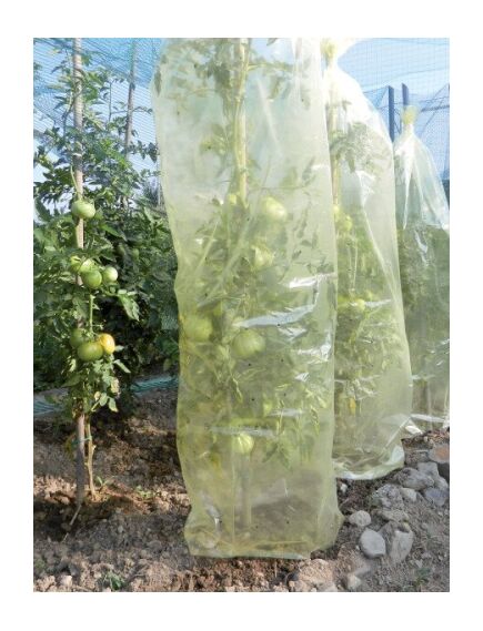 MR. TOMATO 0,60 x 10m, Защитная трубчатая пленка для выращивания томатов