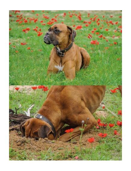 Армирующая сетка для газонов PET TR FLEX (1x5m)