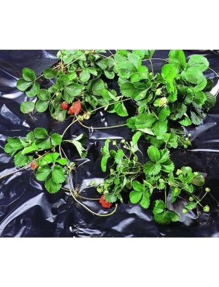 Melna polietilēna plēve BLACK COVER 1,40 x 10m