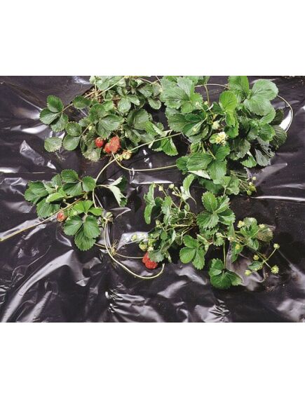 Melna polietilēna plēve BLACK COVER 2,00 x 10m, 3 image